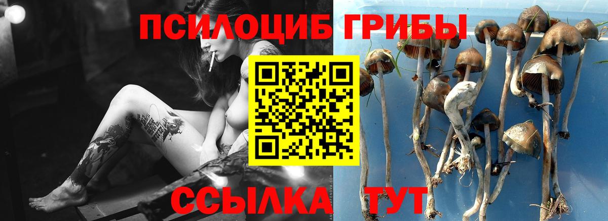Галлюциногенные грибы Psilocybine cubensis Ачинск